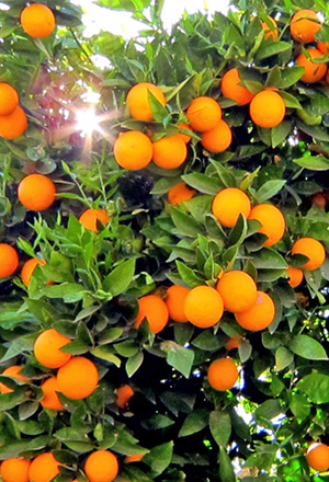 Orange Harvest OPI Living Activity