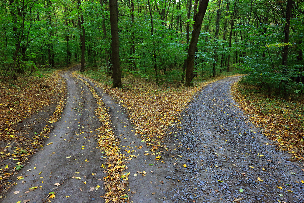 Landscape with fork rural roads in forest